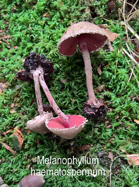Melanophyllum haematospermum-amf1168-1.jpg - Melanophyllum haematospermum ; Syn1: Lepiota haematosperma ; Syn2: Lepiota echinata ; Non français: Lépiote à lames rouges